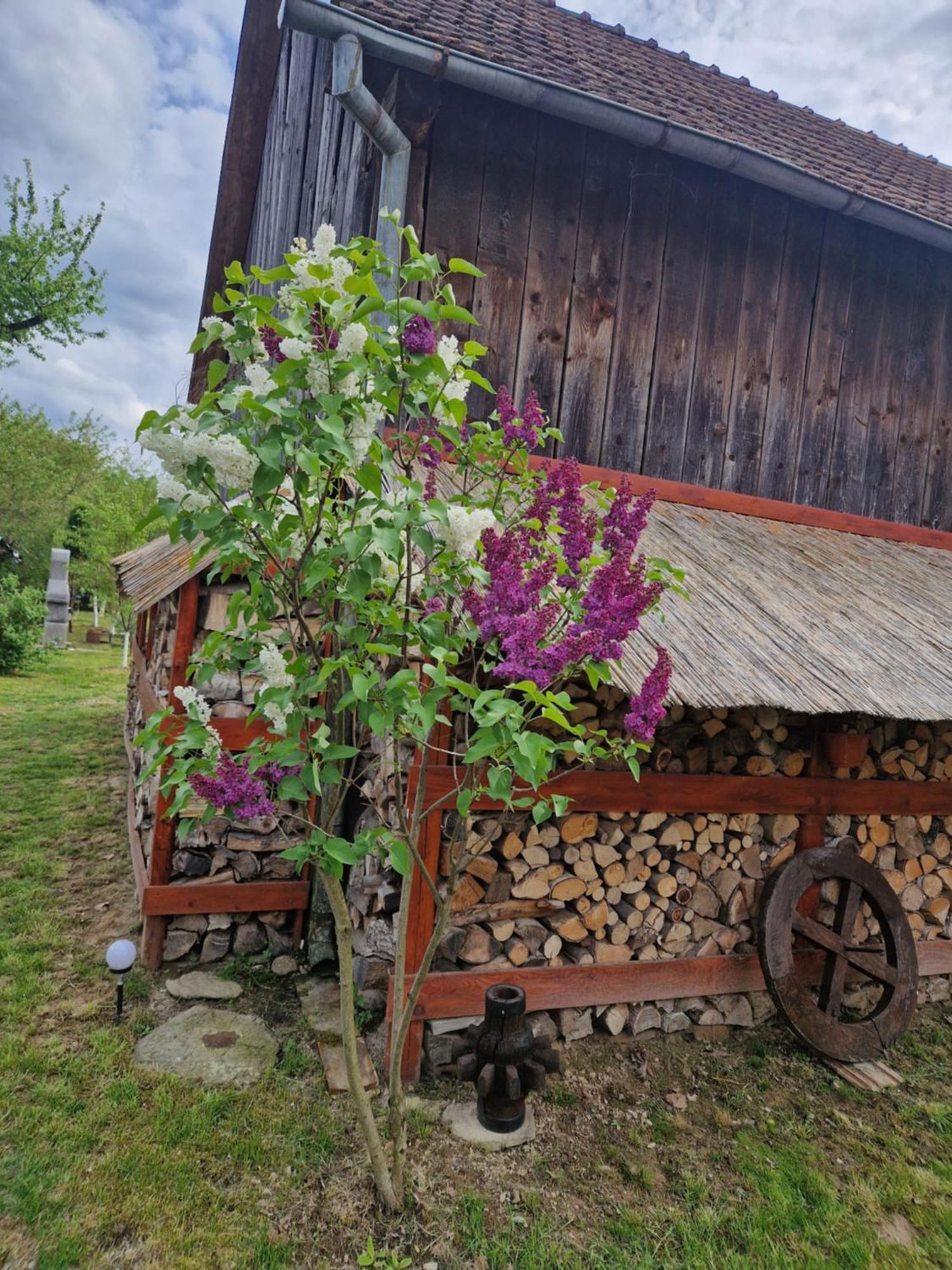 Casa Hariton Βίλα Dragus Εξωτερικό φωτογραφία