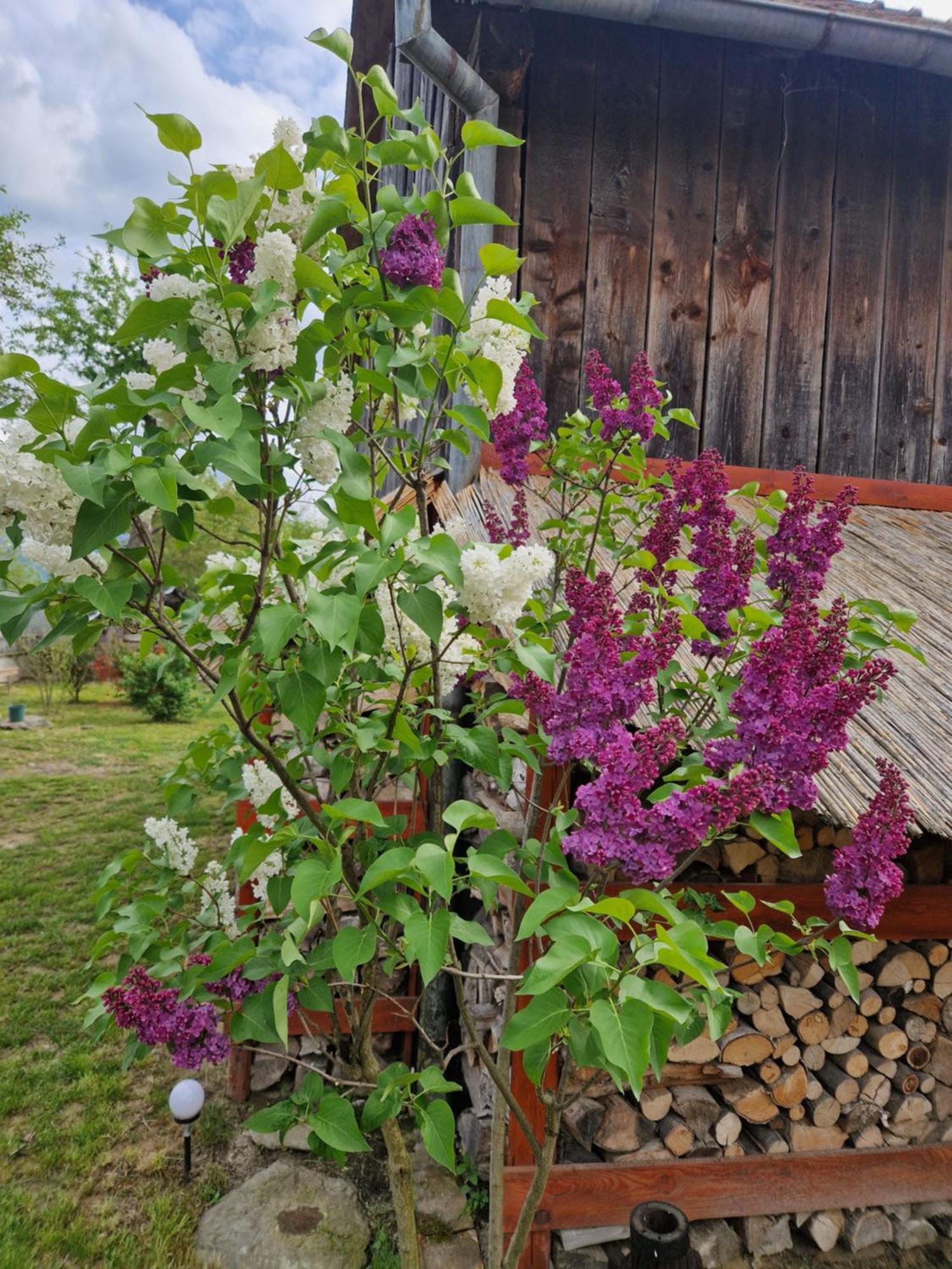 Casa Hariton Βίλα Dragus Εξωτερικό φωτογραφία