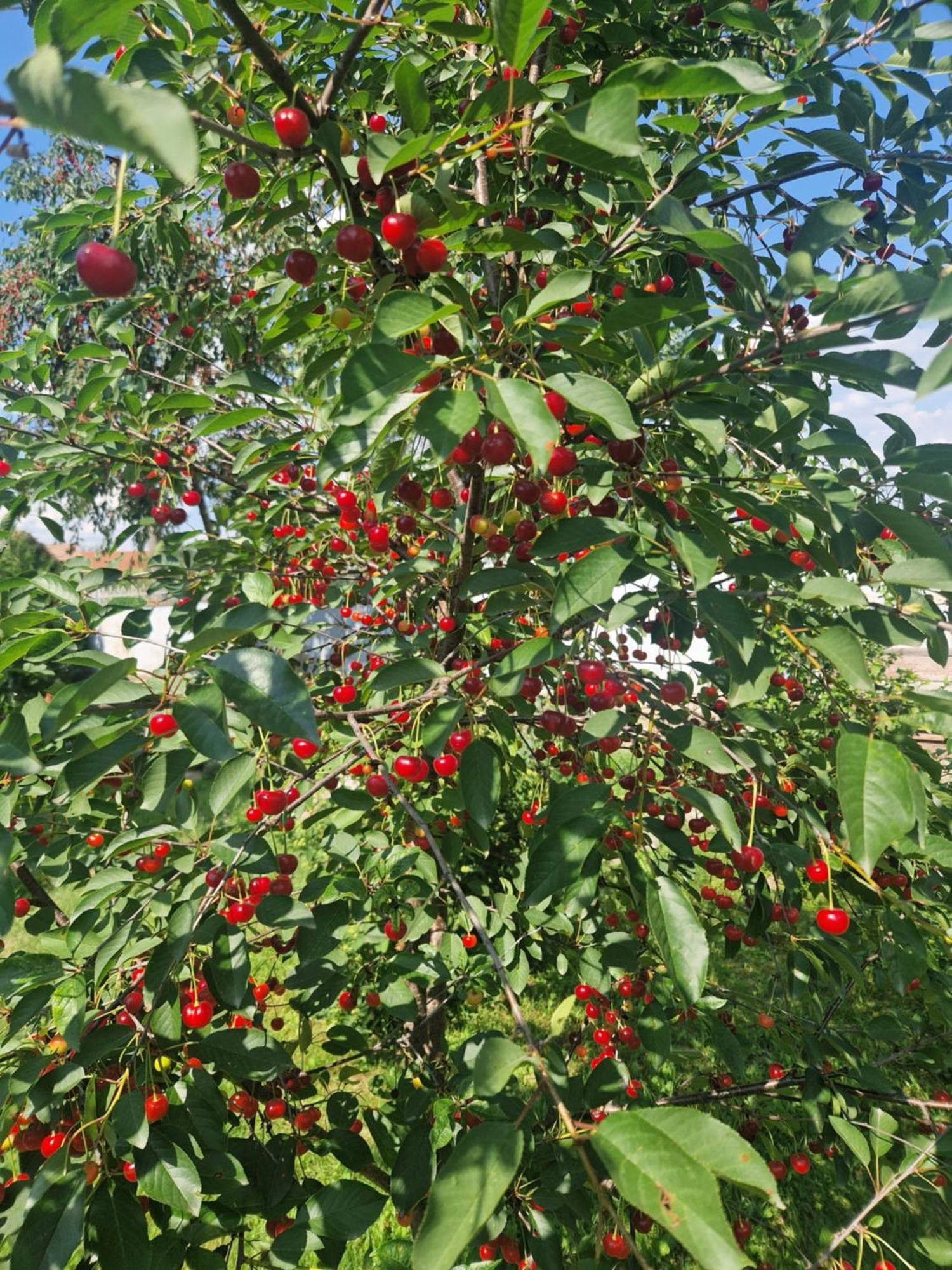 Casa Hariton Βίλα Dragus Εξωτερικό φωτογραφία